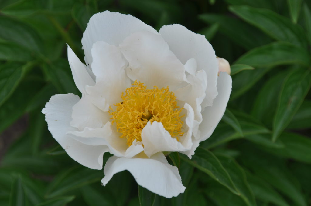 Paeonia lactiflora 'Krinkled White'